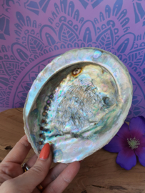 Abalone schelp 15cm