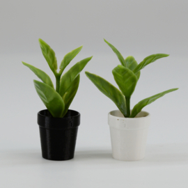 Plant X