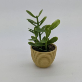 Plant VIII
