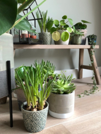 -miniblog- Planten in je interieur