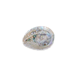 Abalone schelp