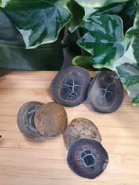 Septarie geode paartjes/schijfjes