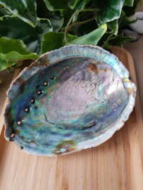 Abalone schelp