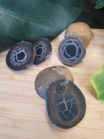 Septarie geode paartjes/schijfjes