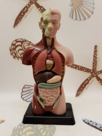 Torso Lehrmaterial 7 Teile Vintages