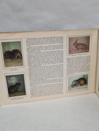 Tiere von überall her Teil 1