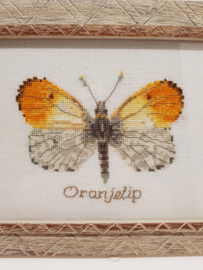 Borduurwerk Oranjetip vlinder in lijstje