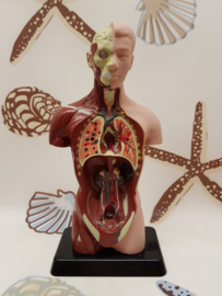 Torso Lehrmaterial 7 Teile Vintages