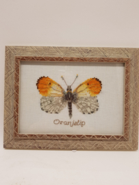 Embroidery Orange tip butterfly in frame