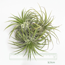 TILLANDSIA IONANTHA CLUSTER (klein)