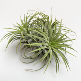 TILLANDSIA IONANTHA CLUSTER (klein)