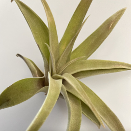 CAPITATA M