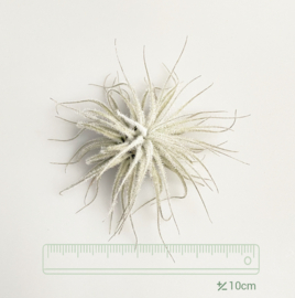 TECTORUM SNOW