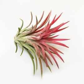 IONANTHA ROOD