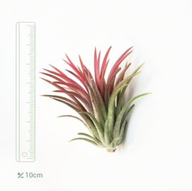 IONANTHA ROOD