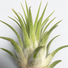 IONANTHA RUBRA L