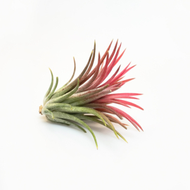 IONANTHA ROOD