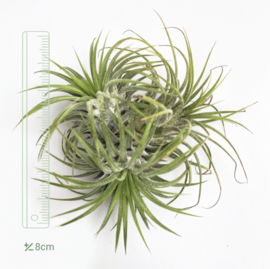 TILLANDSIA IONANTHA CLUSTER (klein)