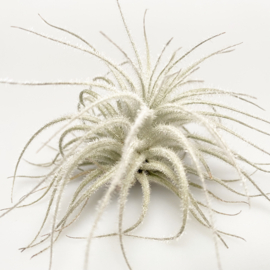 TECTORUM SNOW