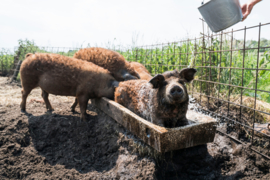 Mangalica pakket 5 kilo