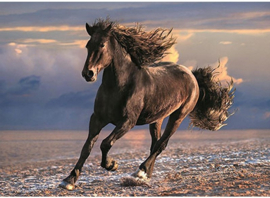 Puzzel Free Horse, 1000st