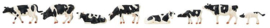 151904 Koeien zwart bont