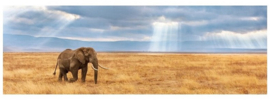 Panorama Puzzel Verdwaalde olifant, 1000st