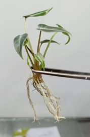 Alocasia Bambino Arrow TC Plants