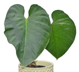 Philodendron Werneri