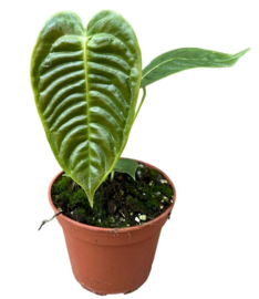 Anthurium Veichii