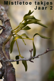 Mistletoe berries for planting