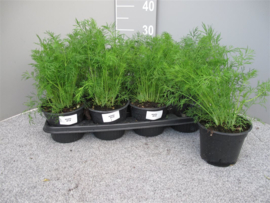 Kruidenplant Anethum Graveolens P14
