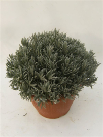 Kruidenplant Lavandula Angustifolia P25