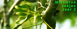 Mistletoe berries for planting