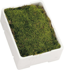 Fresh Live Moss