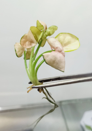 Syngonium Podophyllum TC Plants