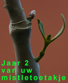 Mistletoe Besjes groei je eigen Mistletoe