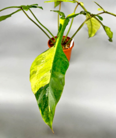 Philodendron Joepii Variegated