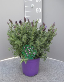 Kruidenplant Lavandula Stoechas P19