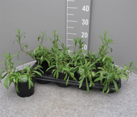 Kruidenplant Artemisia Dracunculus P14
