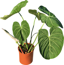 Philodendron Gloriosum