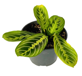 Maranta Lemon Lime