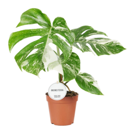 Monstera Variegata 12cm pot 40cm hoog