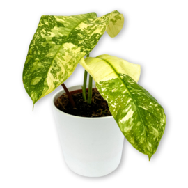 Philodendron Jose Buono