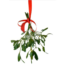 10 Mistletoe Bosjes Klein