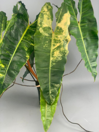 Philodendron Bilietiae Variegata