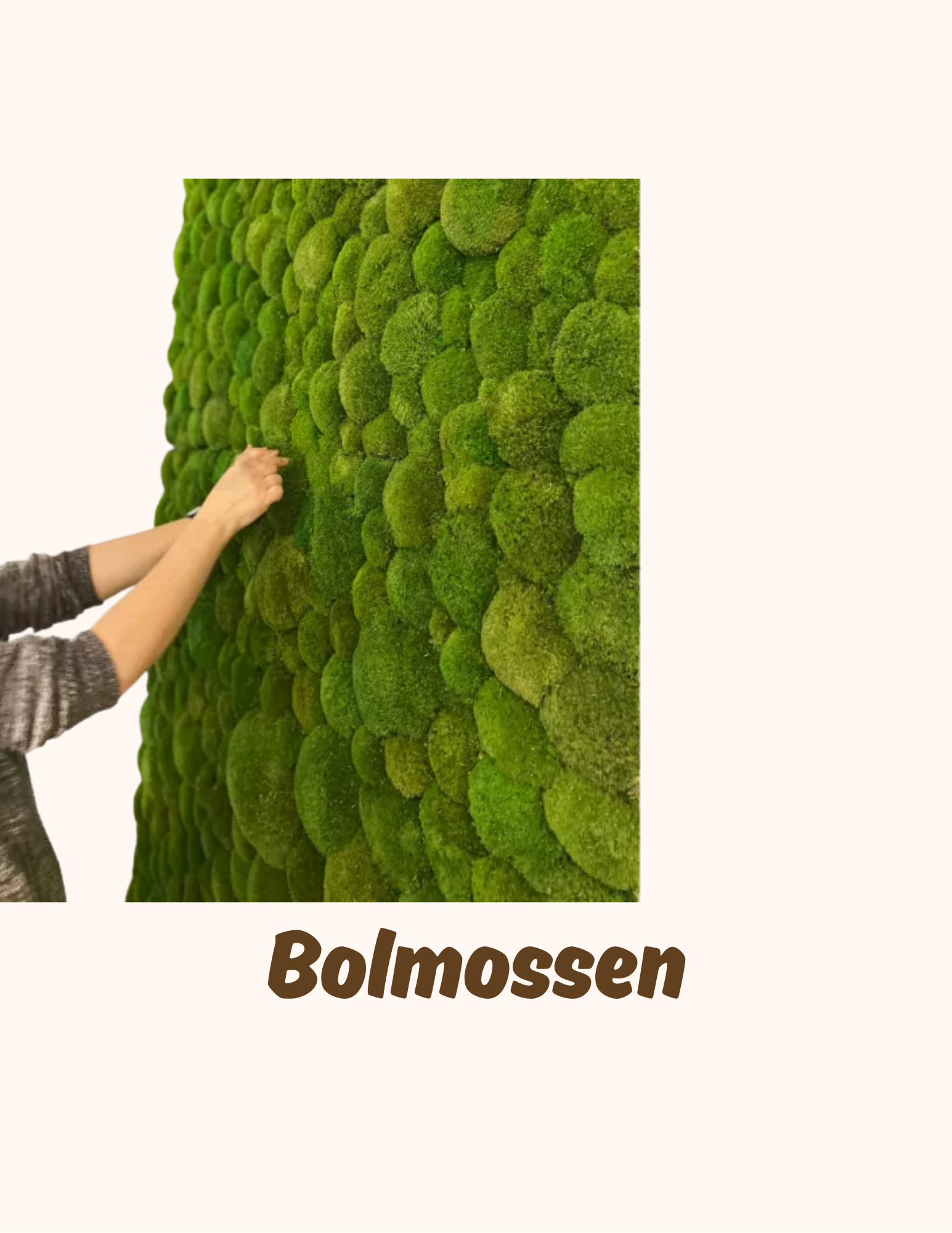 Bolmossen