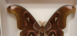 Vlinder/ mot Attacus Lorquinii