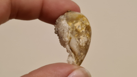 Fossiele Quartz Schelp Medium No. 7