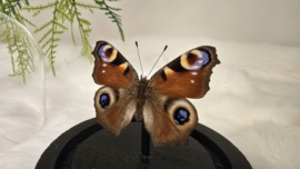 Vlinder Aglais Io- Dagpauwoog
